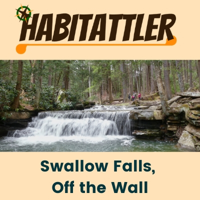 mediaservicestudio habitattler swallow falls