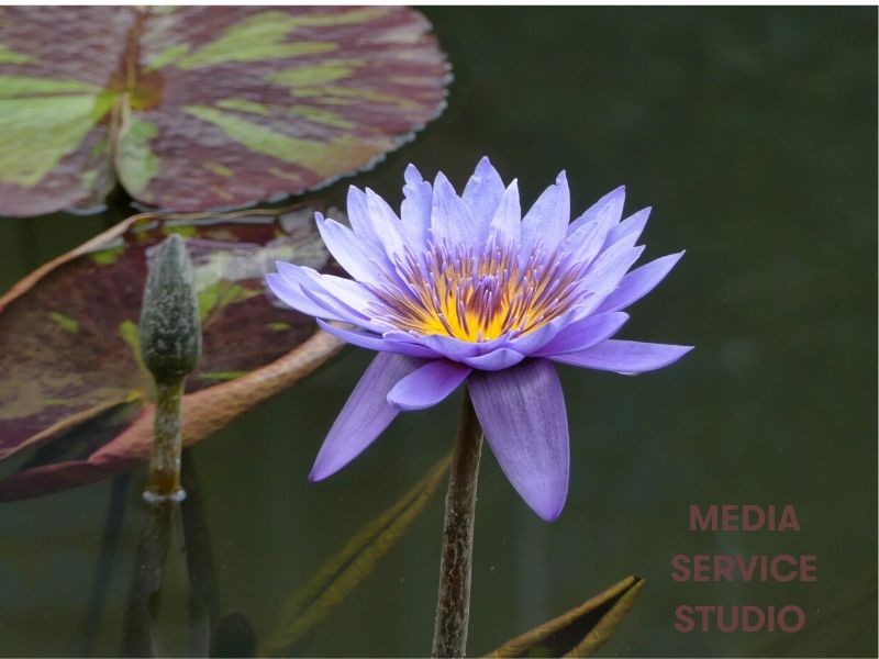 Water Lilly at Patuxent research refuge media service studio
